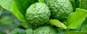 Get to know: Thai Kaffir Lime