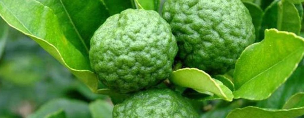 Get to know: Thai Kaffir Lime - Mae Jum Store